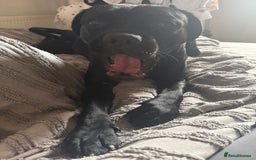 Mixed Breed dogs for sale: 🐾 Dog Looking for a New Home 🏡 - Image 5