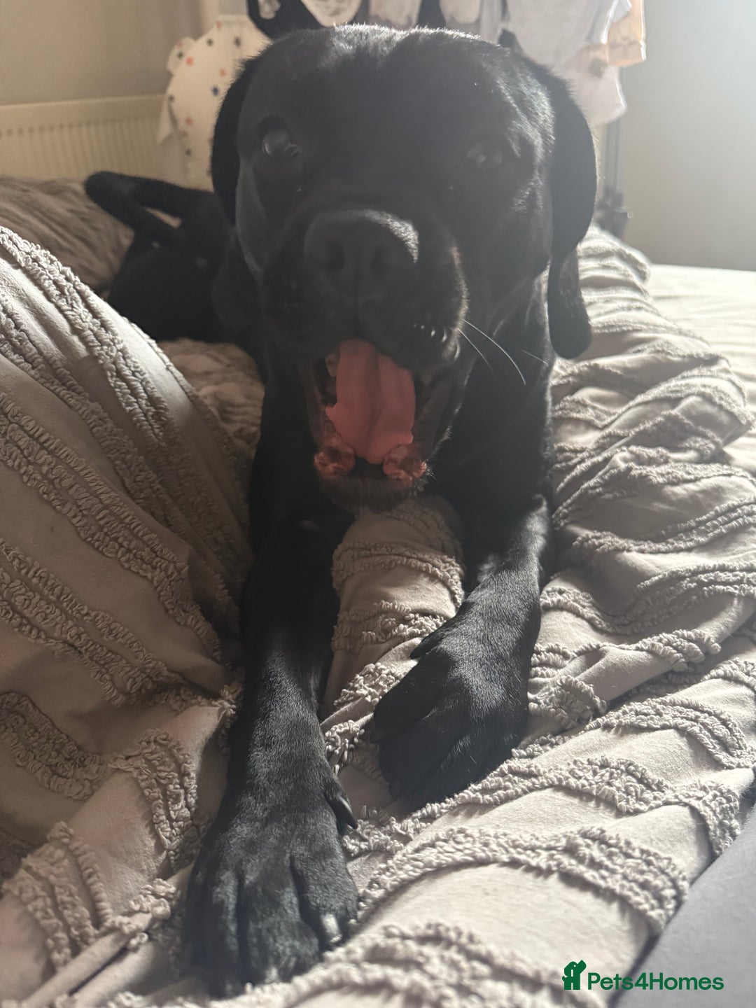 Mixed Breed dogs for sale: 🐾 Dog Looking for a New Home 🏡 - Image 5