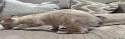Bengal cats for sale: Stunning TICA Registered Snow Lynx Bengal Kittens - Advert 38