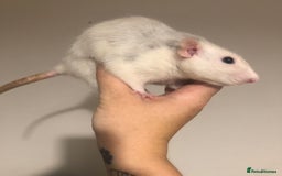 Rat rodents for sale: 3 Beautiful Friendly Female Rats  - Image 1