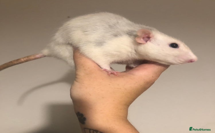 Rat rodents - Advert 2