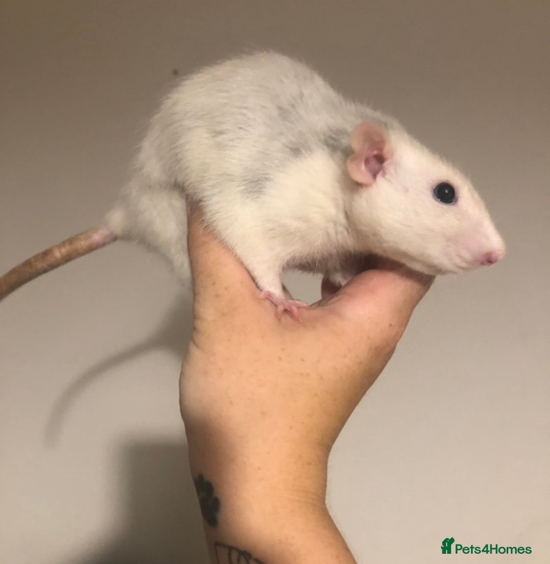 Rat rodents for sale: 3 Beautiful Friendly Female Rats  - Image 1