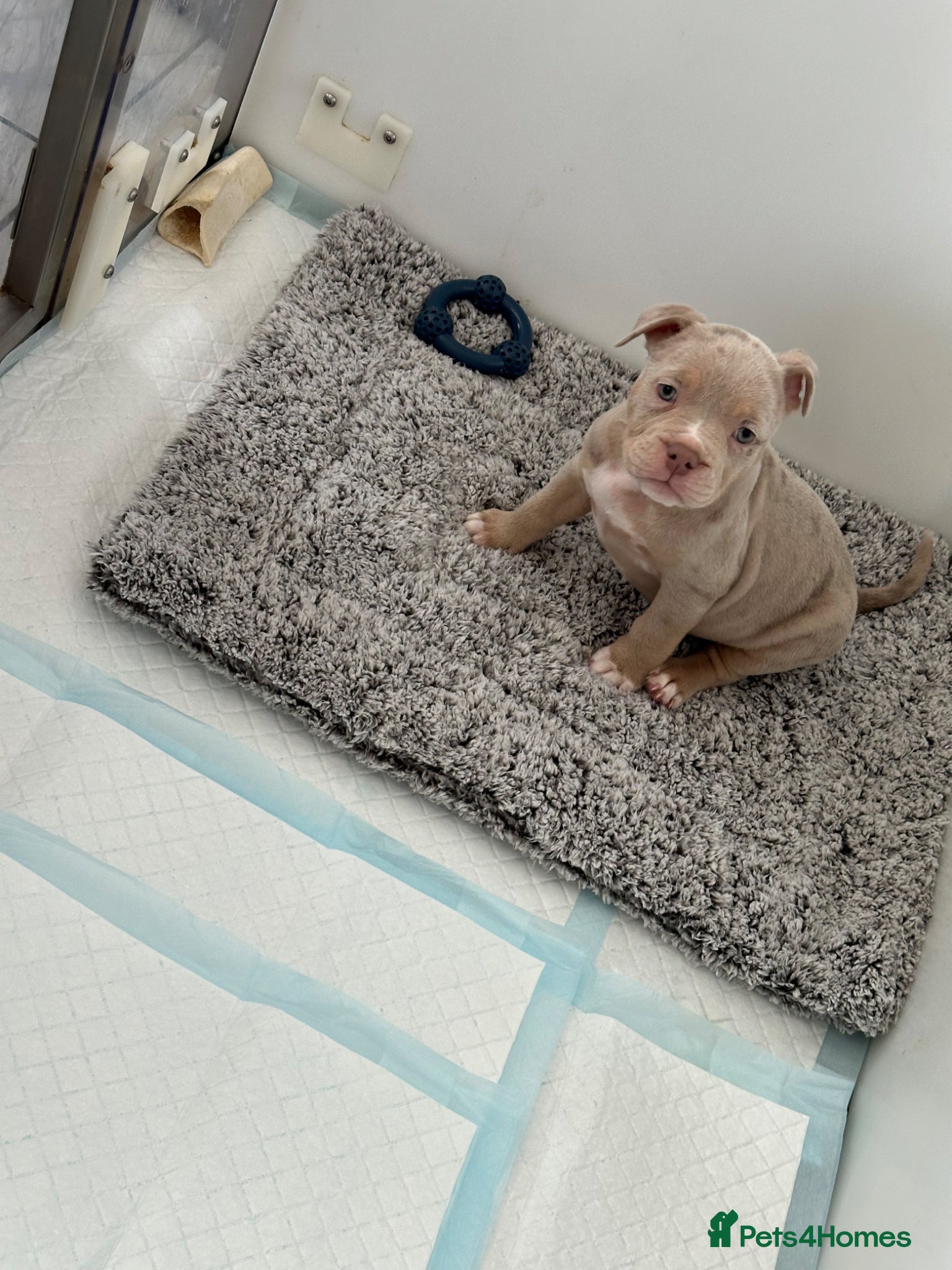 American Bully dogs Last Female ABKC registered Pocket Bully  - Advert 1