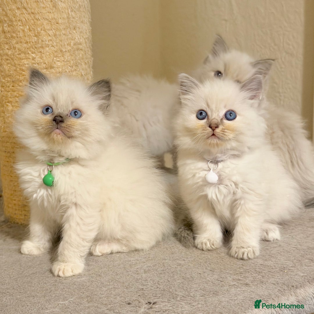 Ragdoll cats for sale: Fluffy, Cuddly, Playful, Affectionate Kittens - Advert 6