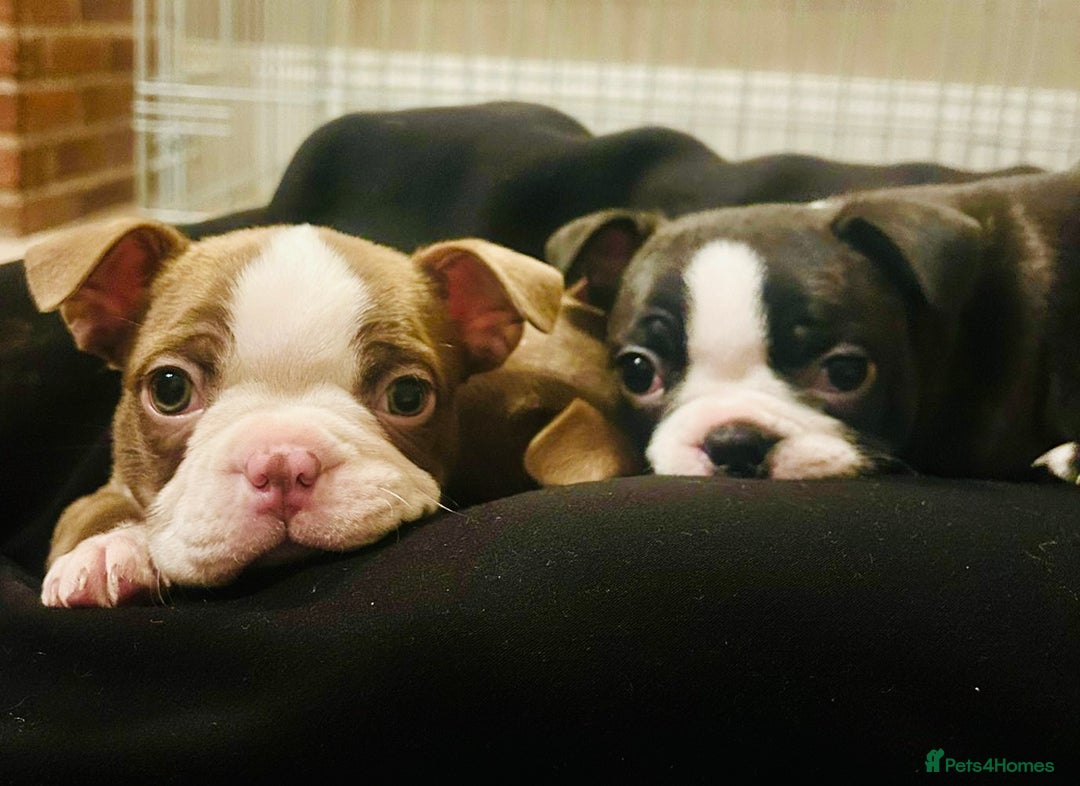 Boston Terrier dogs for sale: 🐾 Last Boston Terrier pup available 🐾 - Advert 3