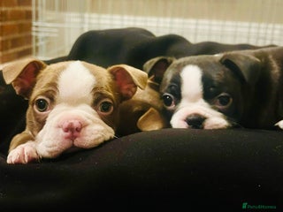 Boston Terrier dogs Beautiful KC Registered Boston Terrier Puppies - Advert 3