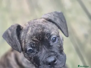 Mixed Breed dogs !!Ready to go!! staffie cross french bulldog - Advert 6