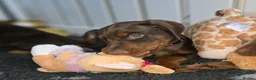 Dobermann dogs for sale: HEALTH TESTED,HOME REARED STUNNING DOBERMAN PUPS  - Advert 19