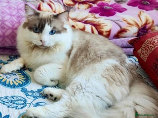 Ragdoll cats BiColour Ragdoll Available for Stud - Advert 6