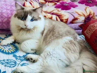 Ragdoll cats BiColour Ragdoll Available for Stud - Advert 6