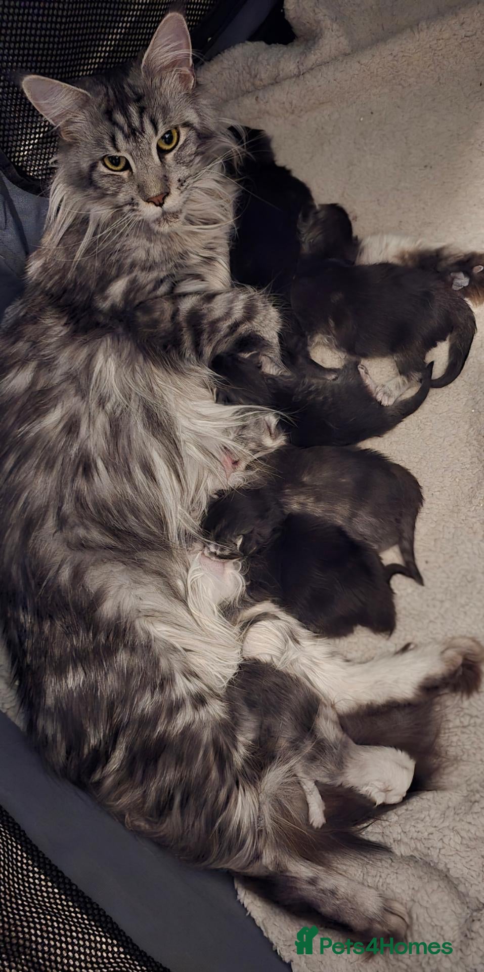 Maine Coon cats Maine Coon Kittens - Advert 1