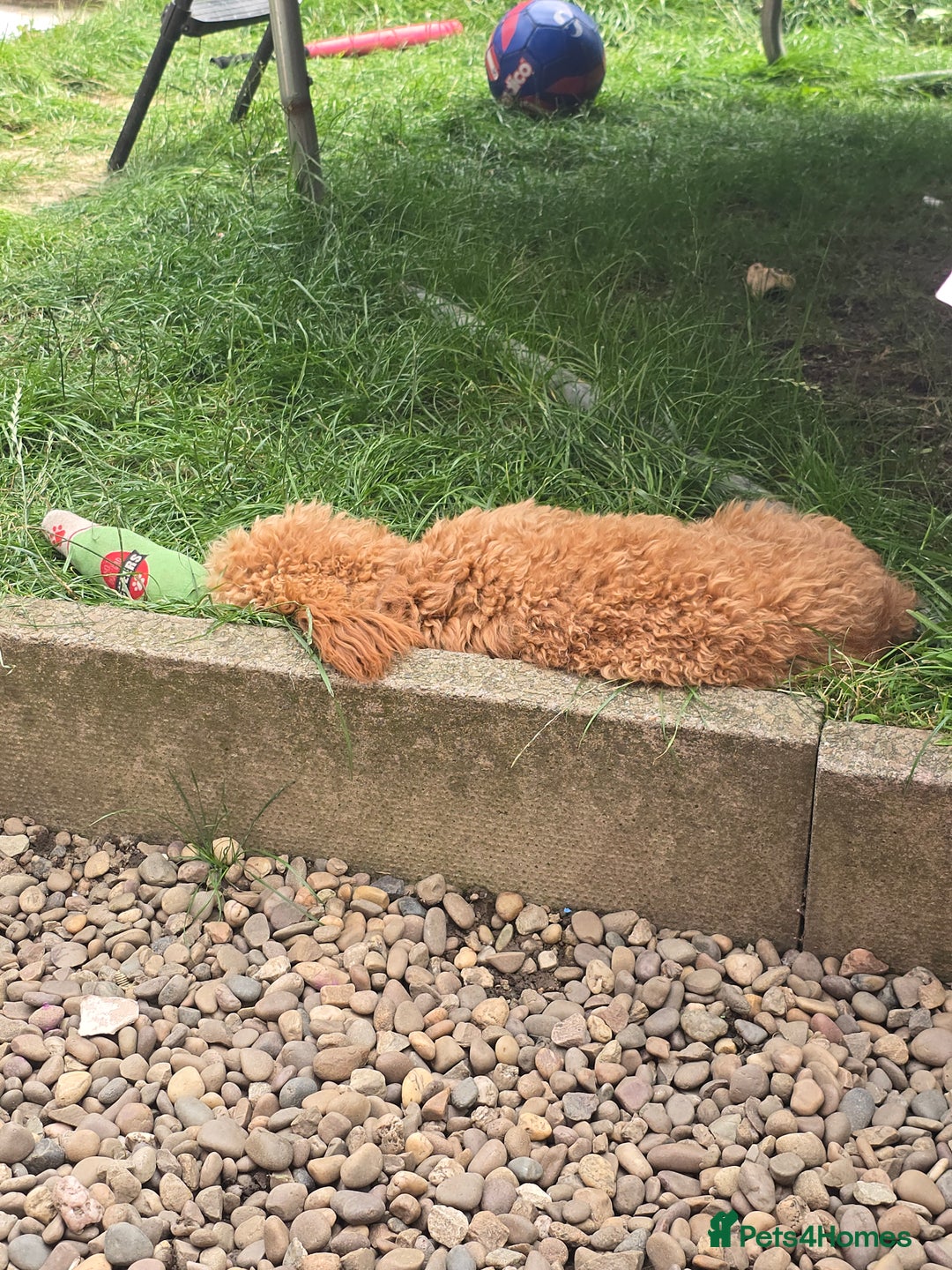 Cockapoo dogs for sale: Cockapoo - Advert 5