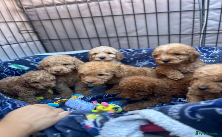 Cockapoo dogs - Advert 3
