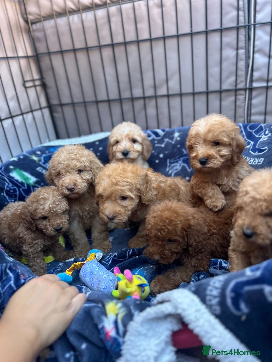 Cockapoo dogs for sale: 8 weeks old beautiful Cockapoo puppies  - Image 1