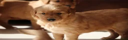 Golden Retriever dogs for sale: KC Registered Working Golden Retriever Puppies - Advert 13