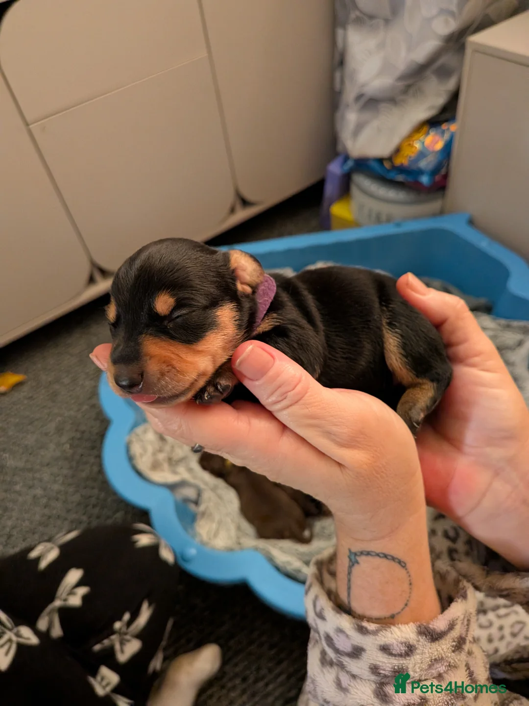 Dachshund dogs for sale: 5 Dachshunds for sale  - Advert 5