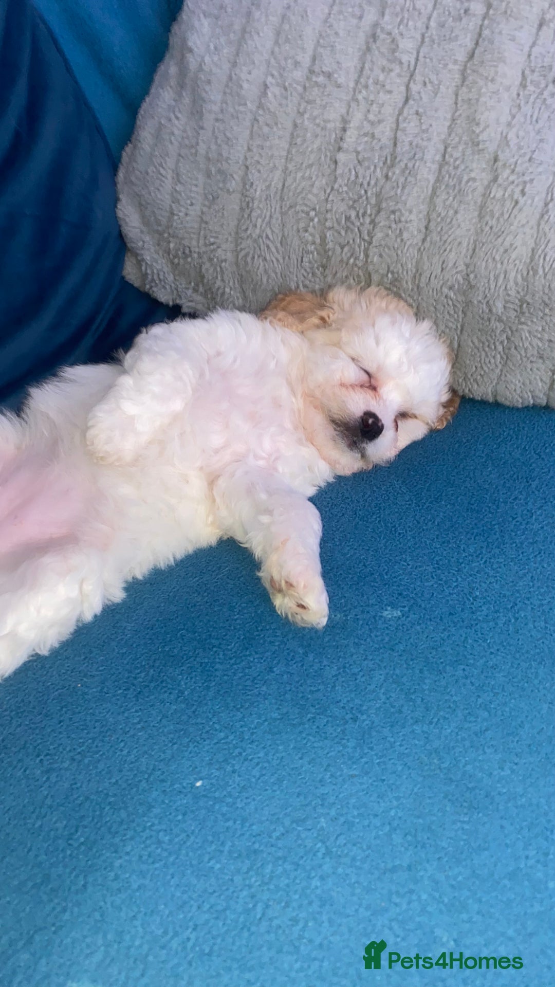 Mixed Breed dogs for sale: Lovely litter of fluffy pups  - Advert 3