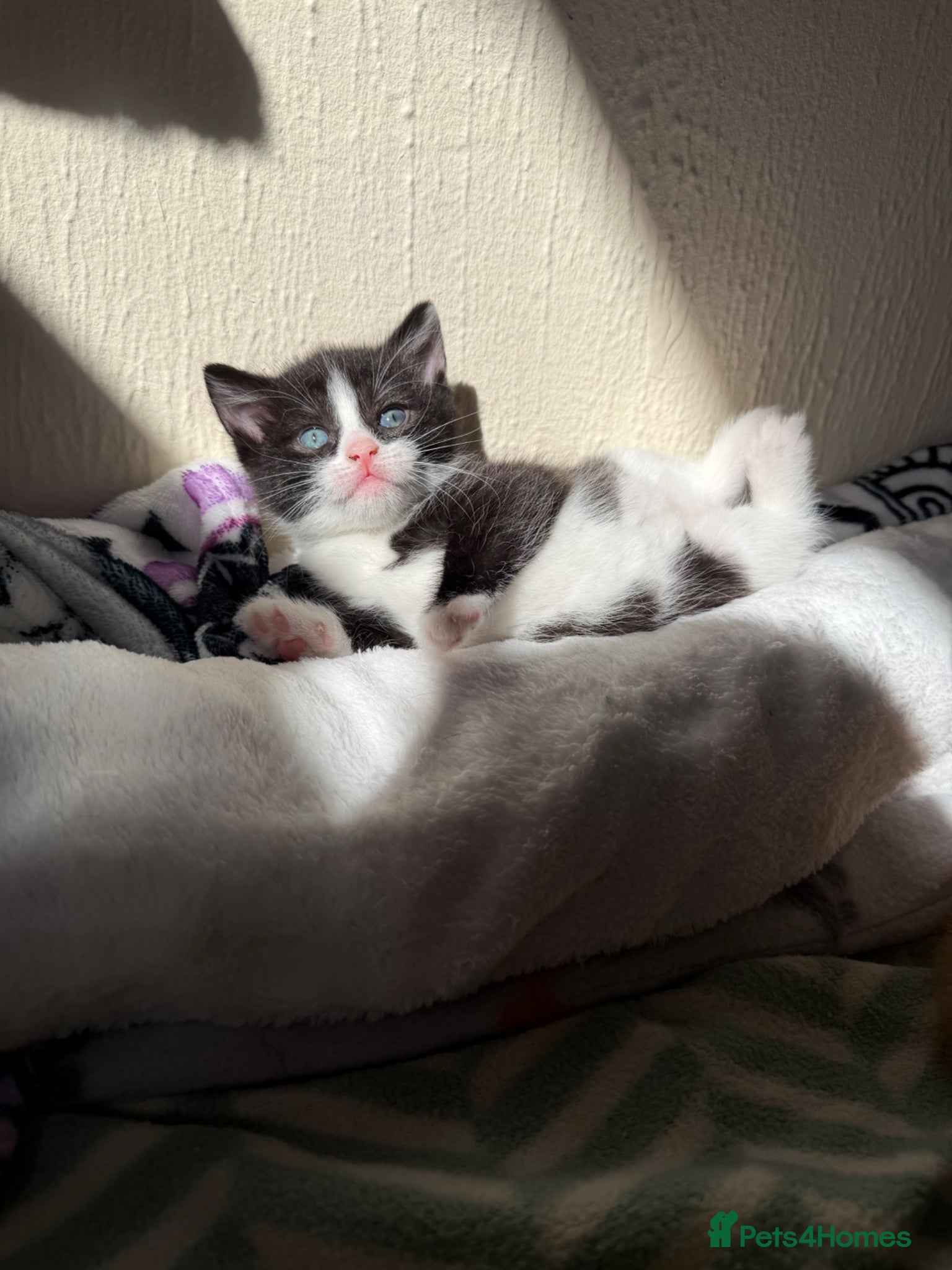 Domestic Shorthair cats Beautiful Kittens - Only 1 left!  - Advert 18