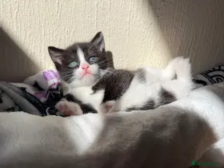 Domestic Shorthair cats Beautiful Kittens - Only 1 left! - Advert 18