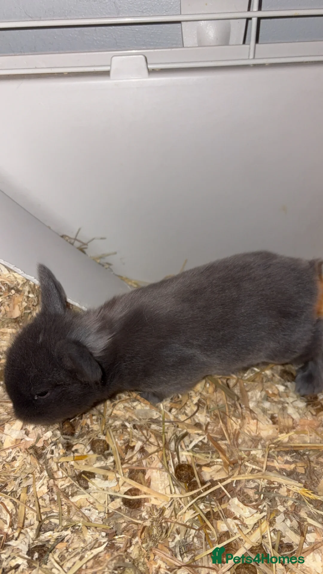 Mini Lop rabbits for sale: 4 pure breed mini lop - Advert 12