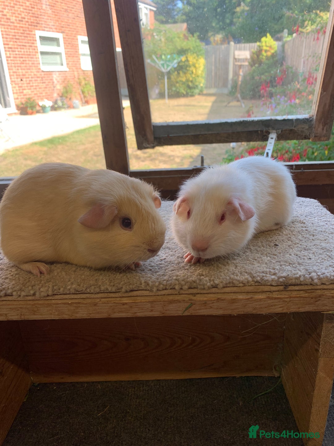 Guinea Pig rodents for sale: Sweet Pair of Baby Guinea Pig Boars  £65 the pair  - Image 2