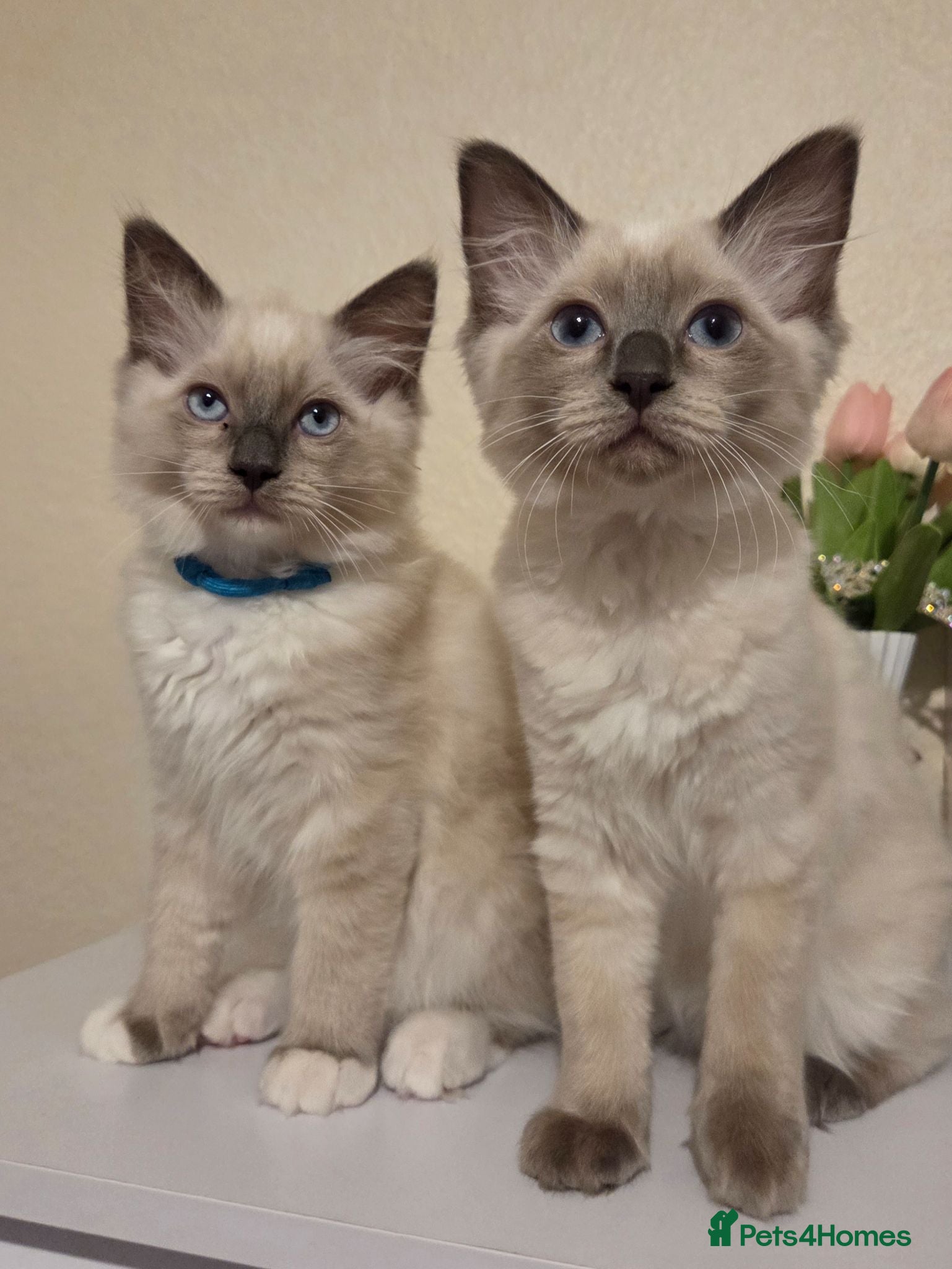 Ragdoll cats 🐾 Ragdoll Kittens Ready now !  - Advert 6