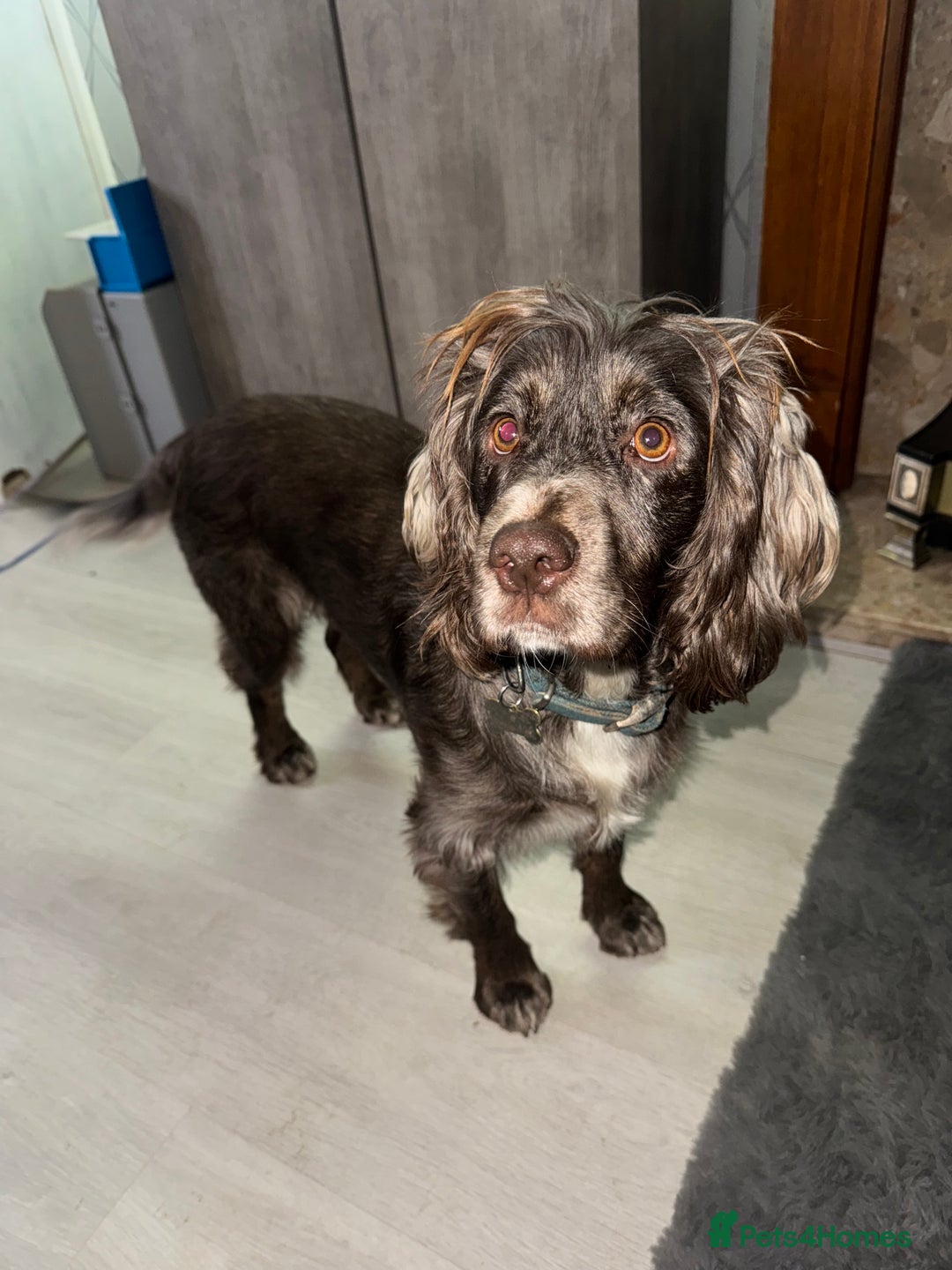 Cocker Spaniel dogs for sale: Cocker spaniel pups - Advert 2