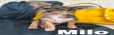 Milo