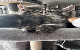 Maine Coon cats for sale: GCCF & TICA Reg Affectionate Maine Coon kittens - Image 19