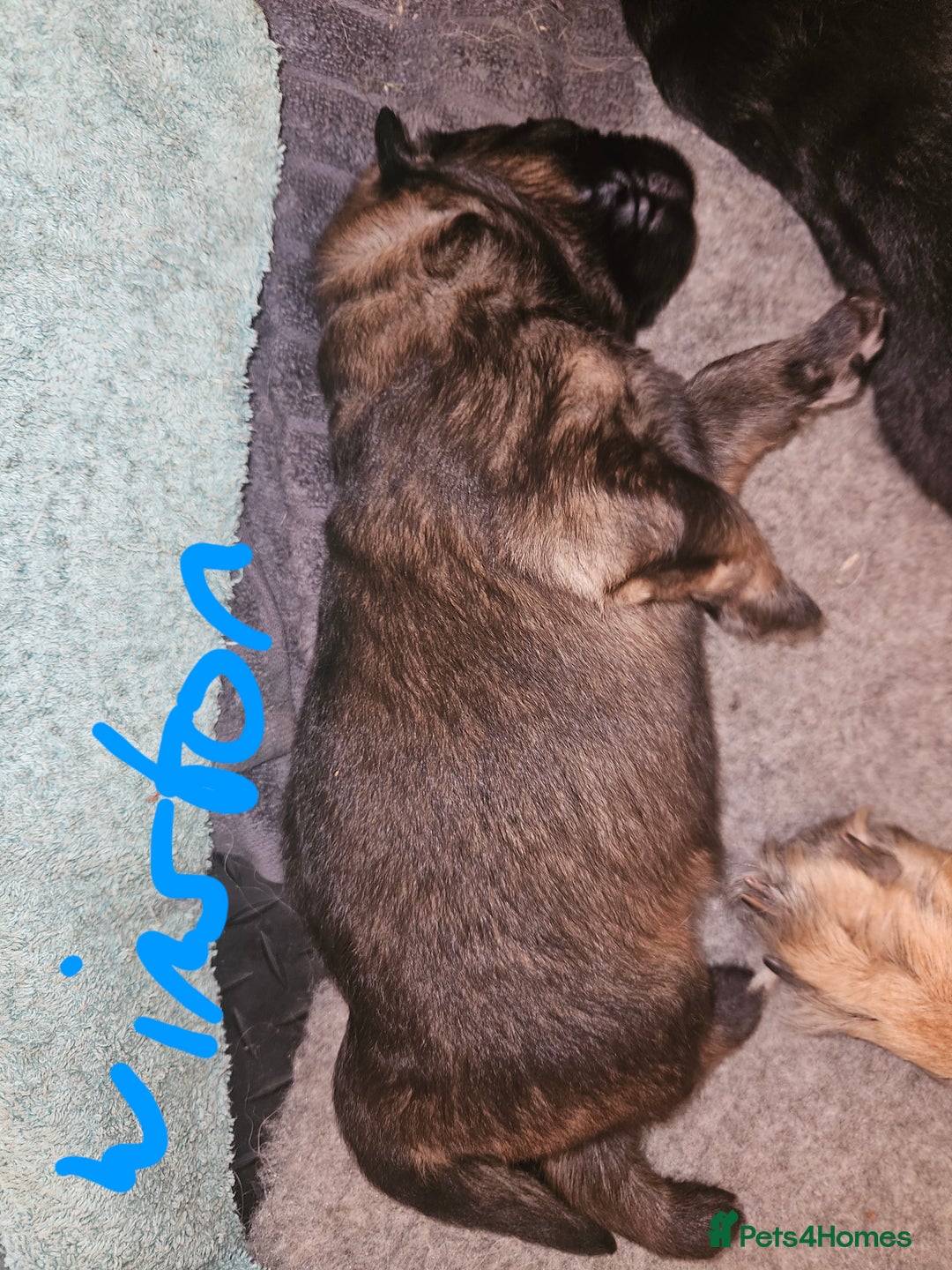 German Shepherd dogs for sale: 5 gorgeous german shepherd puppies for sale  - Advert 9