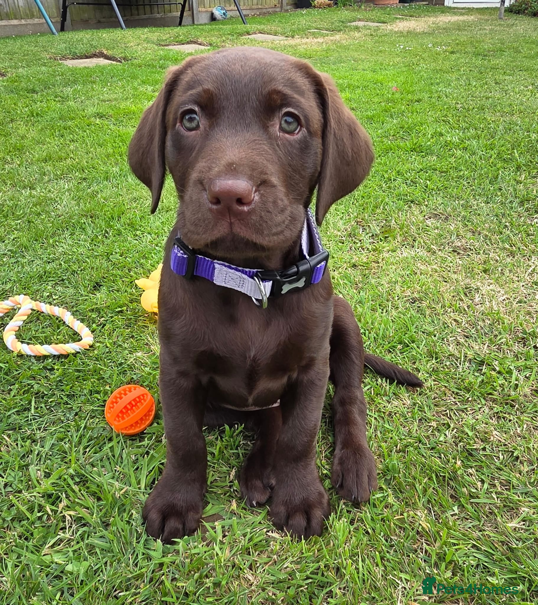 Labrador Retriever dogs 10 week old female Chocolate Labrador puppy  - Advert 1
