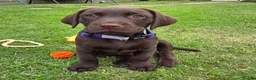 Labrador Retriever dogs for sale: 10 week old female Chocolate Labrador puppy  - Advert 1
