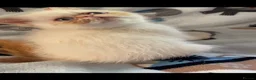 Exotic cats for sale: GCCF registered kittens - Advert 6