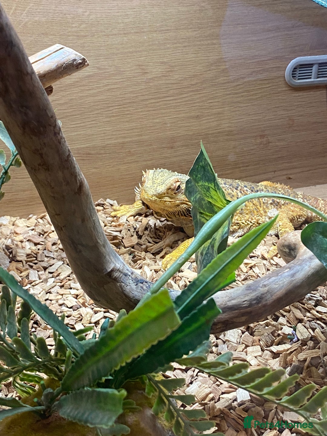 Bearded Dragon reptiles for sale: Bearded dragon and full set up.  - Advert 1