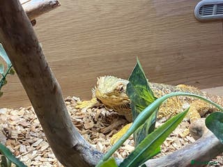 Bearded Dragon reptiles Bearded dragon and full set up. - Advert 9