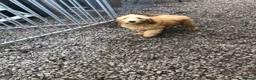 Goldendoodle dogs for sale: REDUCED PRICE - only 1 boy and 1 girl left £750 - Advert 5