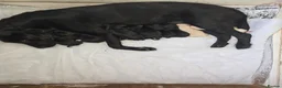 Labrador Retriever dogs for sale: Labrador pups  - Advert 2