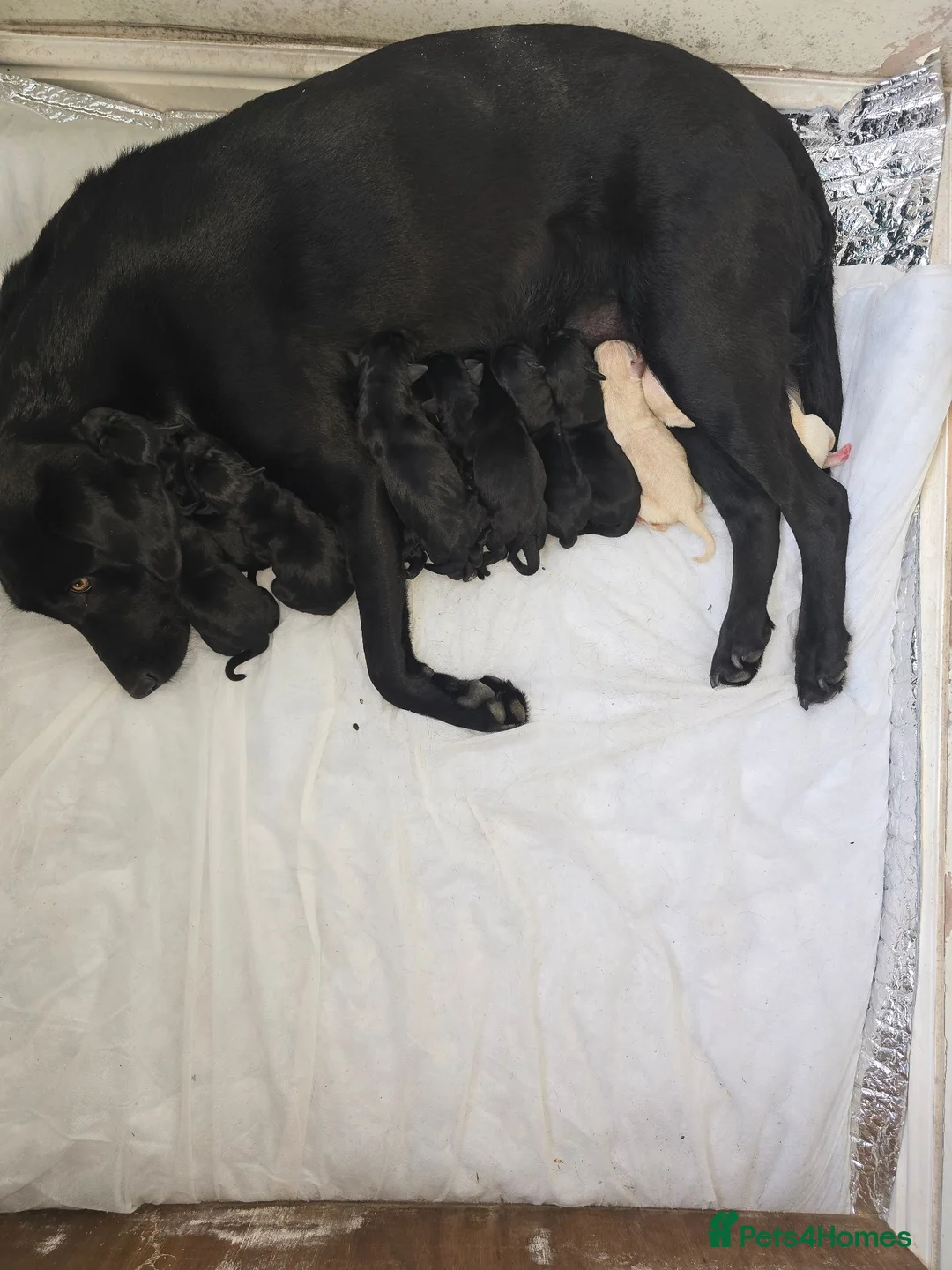 Labrador Retriever dogs for sale: Labrador pups  - Advert 2