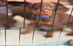 Dobermann dogs for sale: Doberman Puppies For Sale  - Image 14