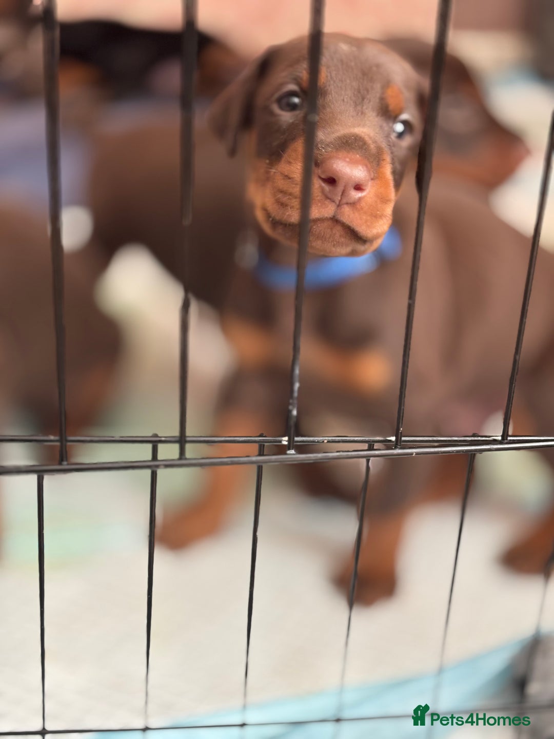 Dobermann dogs for sale: Doberman Puppies For Sale  - Image 14