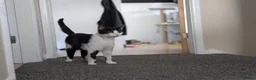 Mixed Breed cats for sale: Rescue cat - Advert 3
