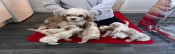 Cavapoo dogs for sale: Cavapoo  - Advert 3
