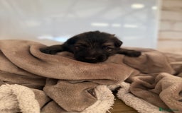 German Shepherd dogs for sale: Beautiful German Shepherd  Puppies For Sale  - Image 6