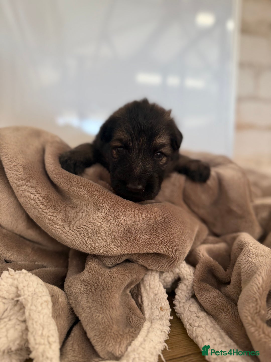 German Shepherd dogs for sale: Beautiful German Shepherd  Puppies For Sale  - Image 6