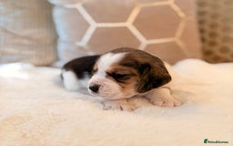 Beagle dogs for sale: ** STUNNING KC 5 GEN TRI COLOUR BEAGLEPUPS ** - Image 5