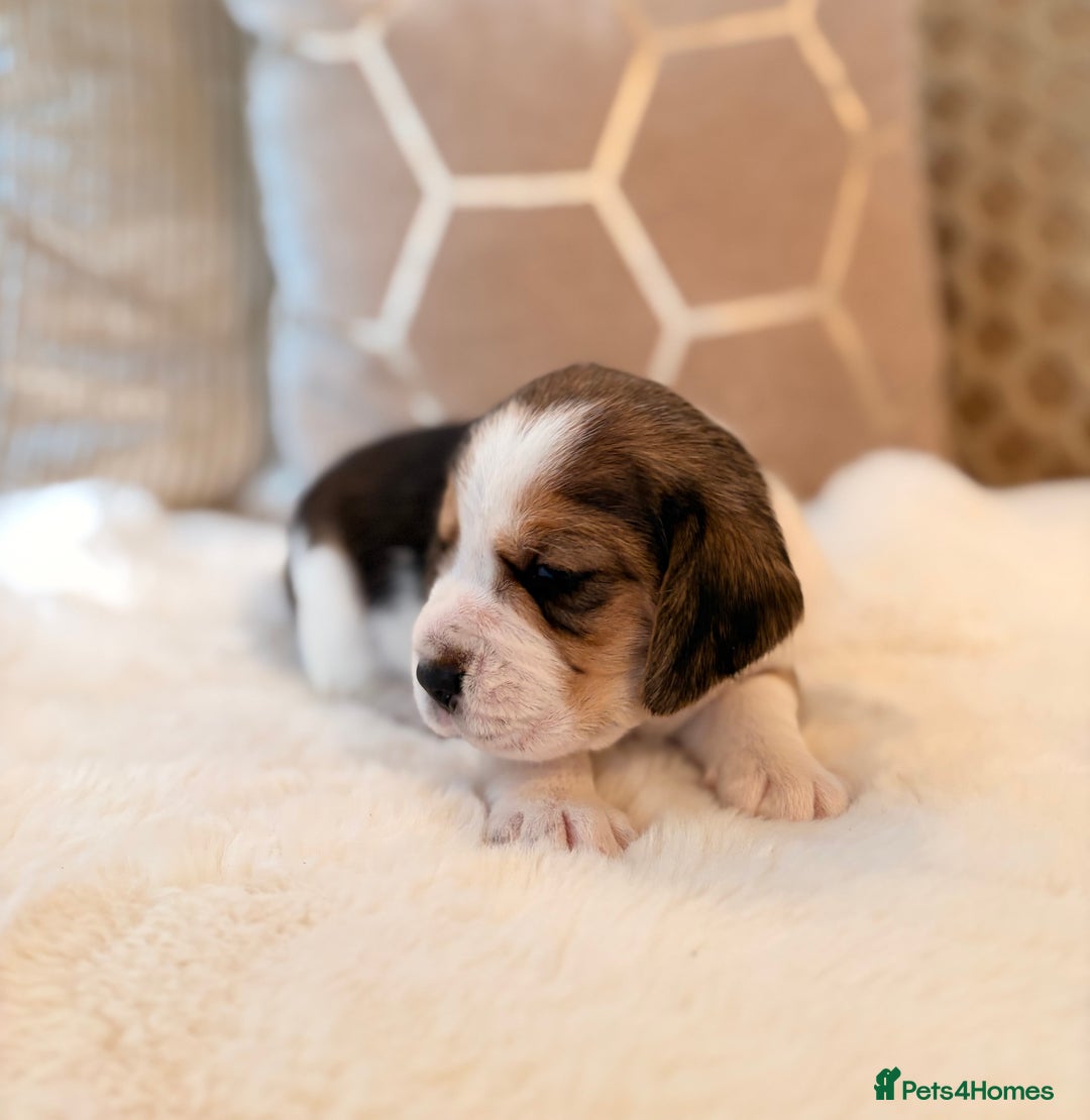 Beagle dogs for sale: ** STUNNING KC 5 GEN TRI COLOUR BEAGLEPUPS ** - Image 5