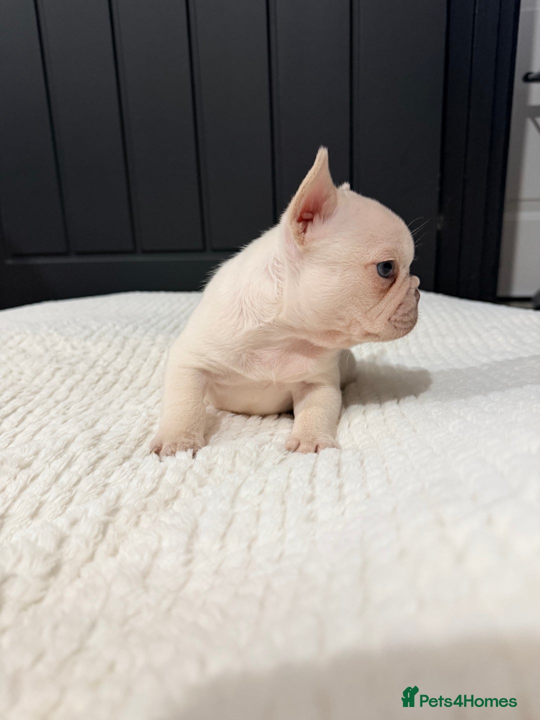 French Bulldog dogs for sale: 2 Frenchy girls - Advert 6