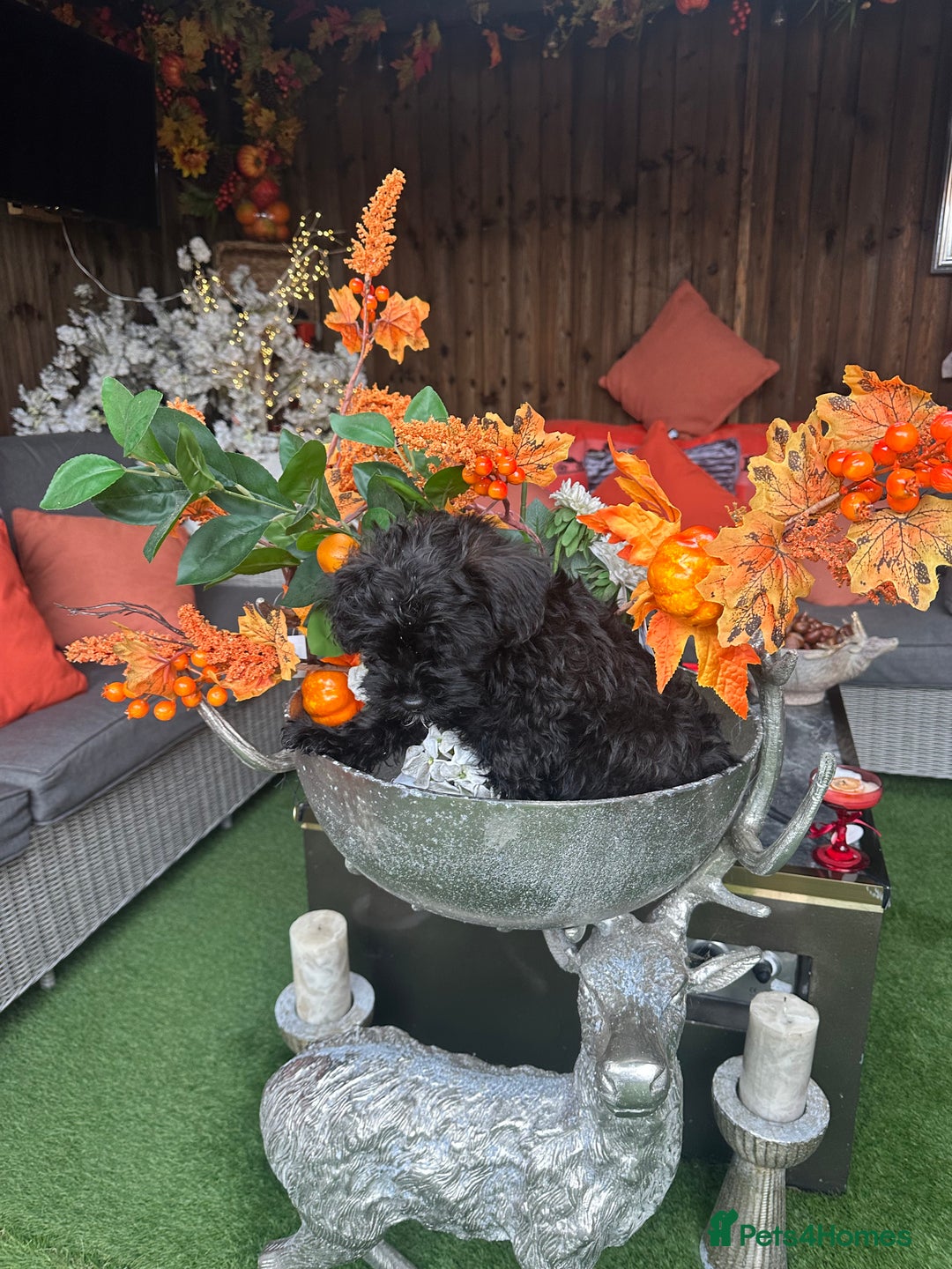 Yorkiepoo dogs for sale: Yorkiepoo Puppys - Advert 8