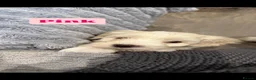 Maltipoo dogs for sale: Stunning Maltipoo Puppies  - Advert 3