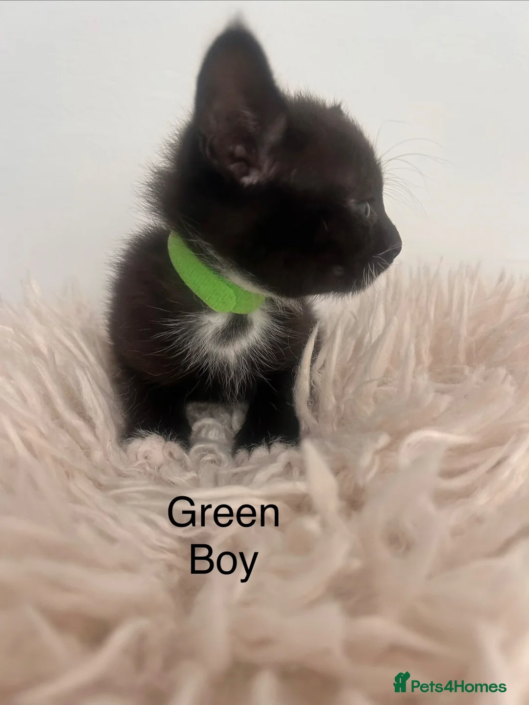 Mixed Breed cats for sale: Kittens 1/2 Maine coon - Advert 5